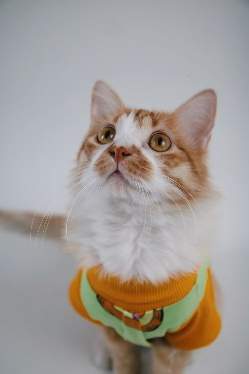 Free Charming cat portrait in a colorful sweater on a white backdrop, showcasing a cute pet expression. Stock Photo