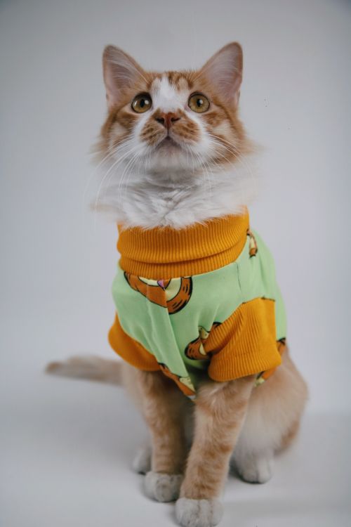 Free Adorable ginger cat in a colorful sweater poses against a plain backdrop. Stock Photo