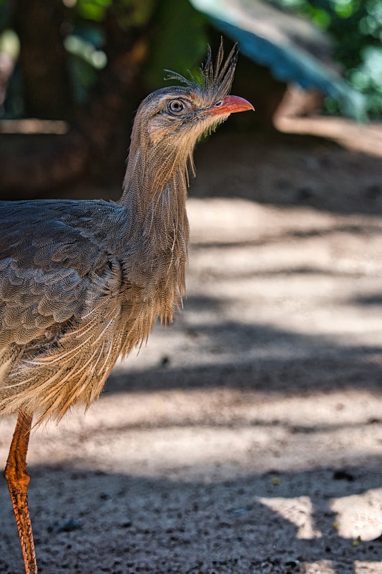 Portrait Of Red-legged Seriema Bird