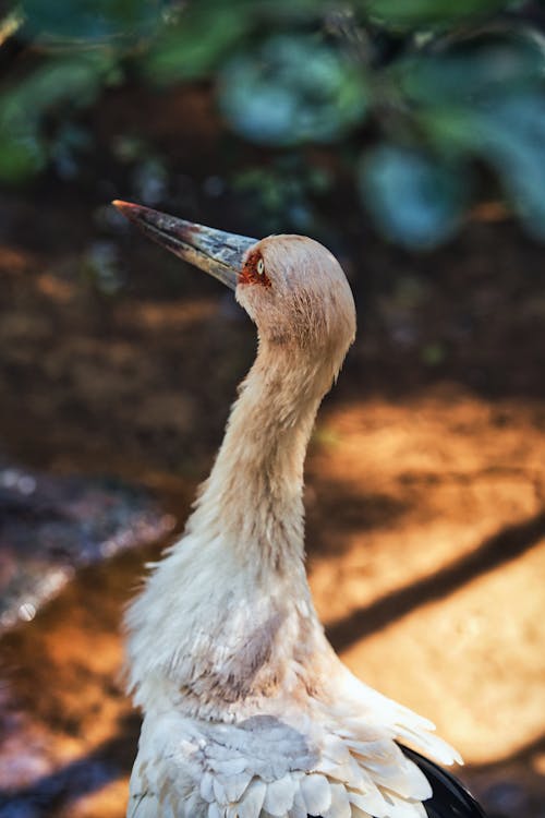 Imagine de stoc gratuită din animal, aripă, aviar