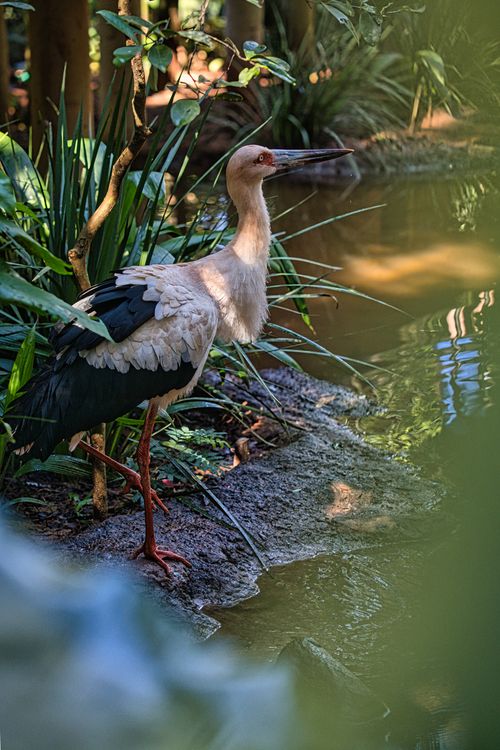 Free White stork standing by a pond in lush greenery, captured in Foz do Iguaçu, Brazil. Stock Photo