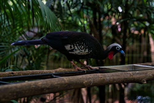 Vögel Im Parque Das Aves In Foz Do Iguaçu 7