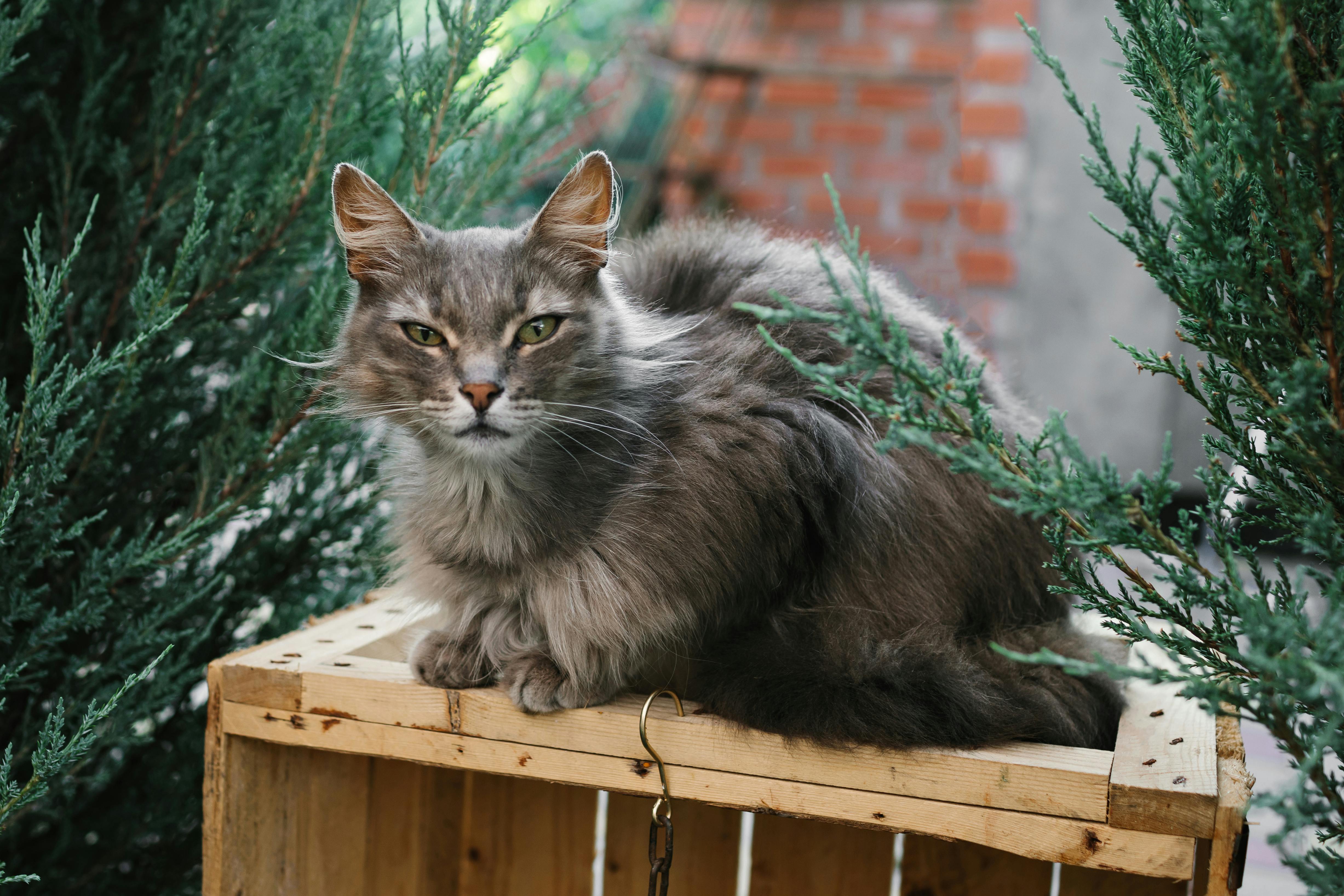 PETLIBRO Automatic Cat Feeder - top rated automatic cat feeder