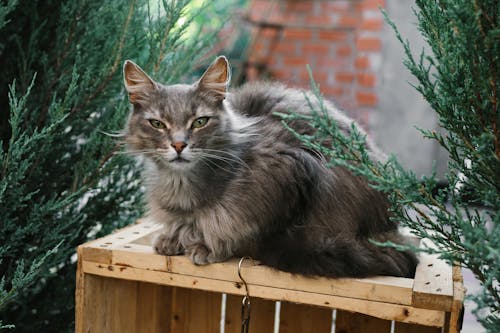 Foto d'estoc gratuïta de animal, bigoti, bufó