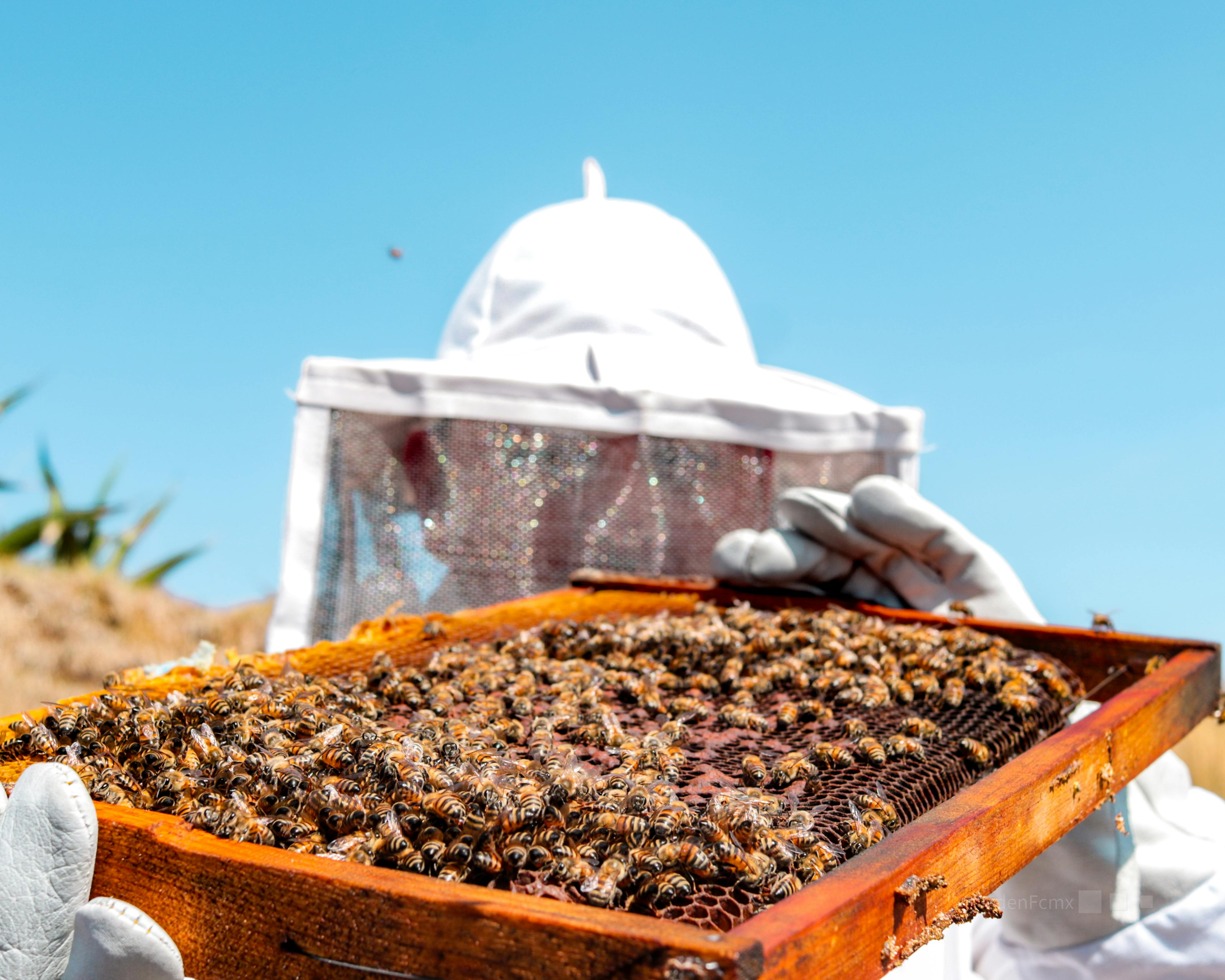 Beekeeper with protective gear examining honeycomb on a sunny day in the apiary.