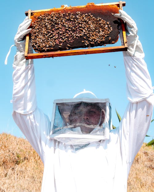 Бесплатное стоковое фото с Азиатский зеленый пчелоед, Биология, воск