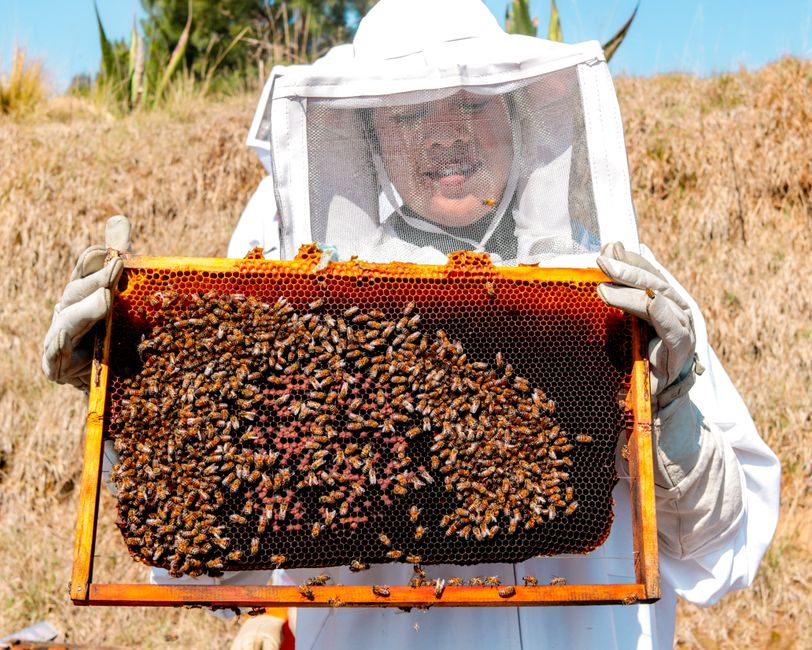 A beekeeper showing a honeycomb covered with bees in a sunny outdoor setting.