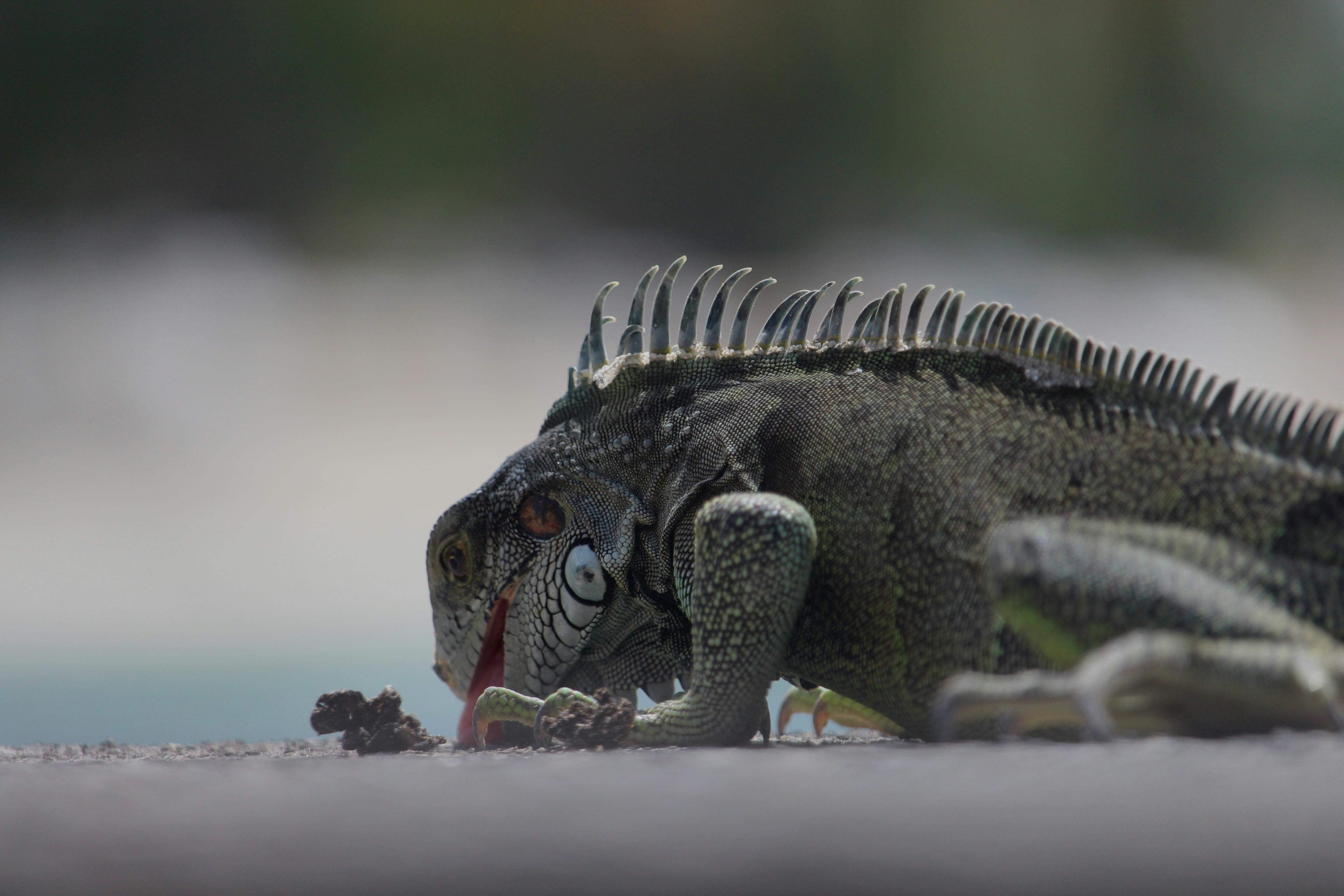 Jurassic dinosaurs had specialized diets to coexist peacefully — Photo by Serinus on Pexels
