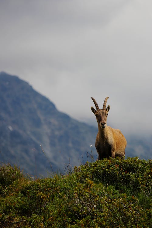 Kostnadsfri bild av alpina ibex, berg, buske