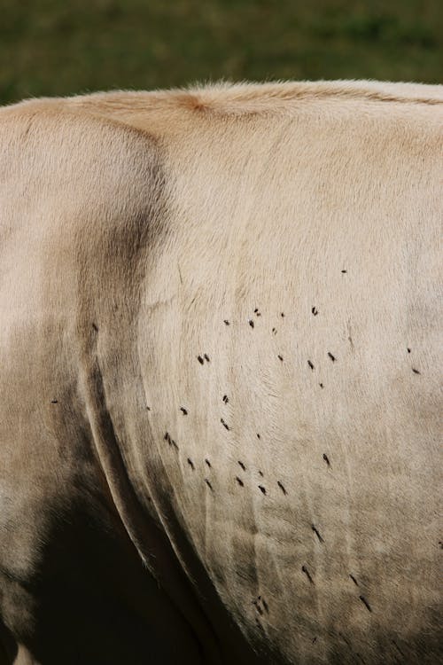 A cow with a large number of small holes on its back