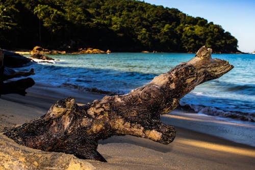 ada, ağaç, dalgaların karaya attığı odun içeren Ücretsiz stok fotoğraf