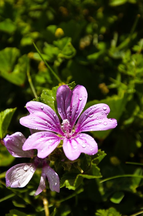 Free stock photo of blooms, drops of water, flower background