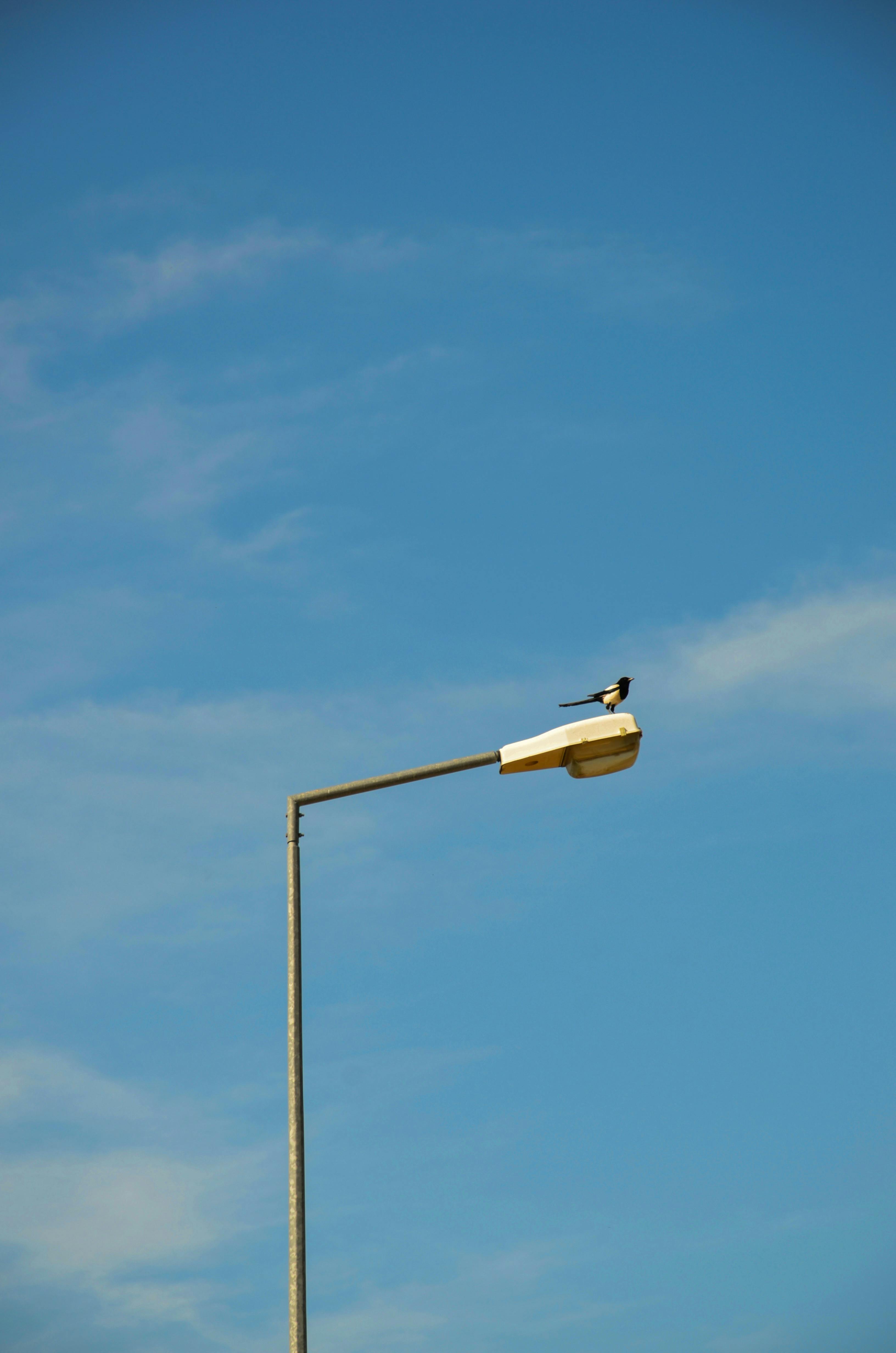Kostenlos Kostenloses Stock Foto zu avifauna, blauer himmel, corvidae Stock-Foto