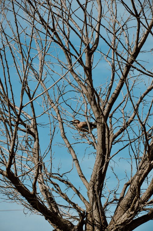 Free stock photo of bird in tree, tree, tree branches