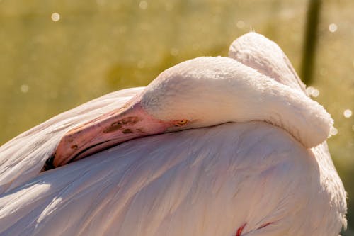 Imagine de stoc gratuită din cap, doarme, flamingo