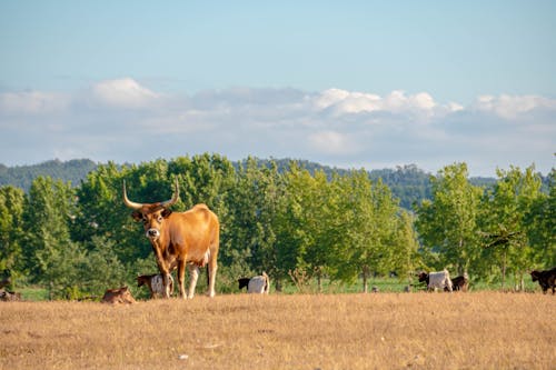 Imagine de stoc gratuită din animal, animale de fermă, fermă