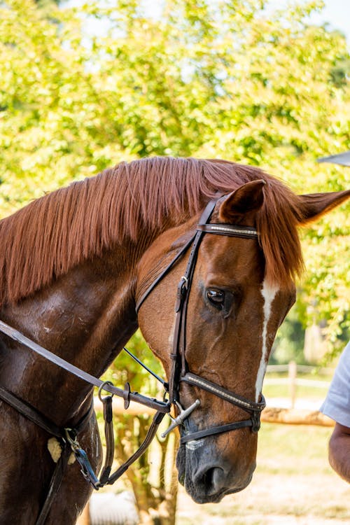 Gratis arkivbilde med dyr, hest, kastanjehest