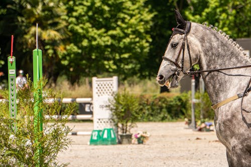 Gratis arkivbilde med dyr, hest, hesteridning