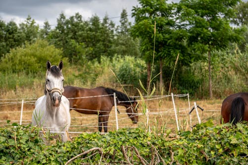 Imagine de stoc gratuită din animal, cal, gard