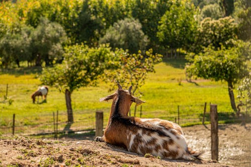 Imagine de stoc gratuită din agricultură, animal, arbore