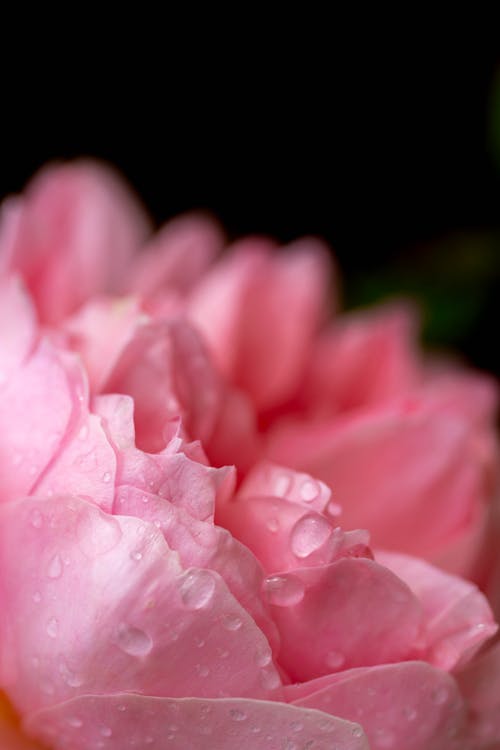 Gratis lagerfoto af blomst, kronblade, lodret skud