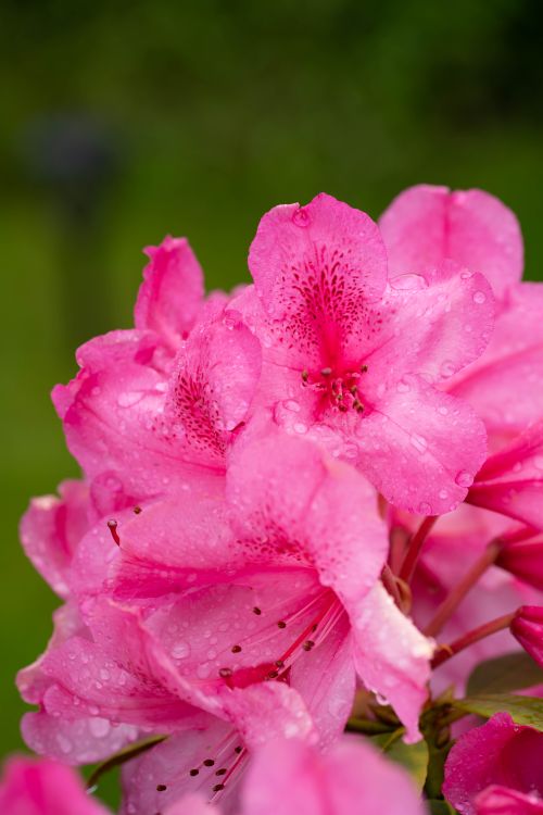 Free Close-up shot of vibrant pink rhododendron flowers with dew drops, showcasing their natural beauty. Stock Photo