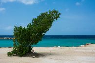 Green Leafed Tree Near Body of Water