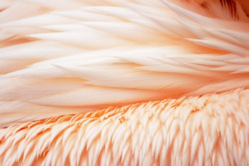 Photo En Gros Plan De Plumes