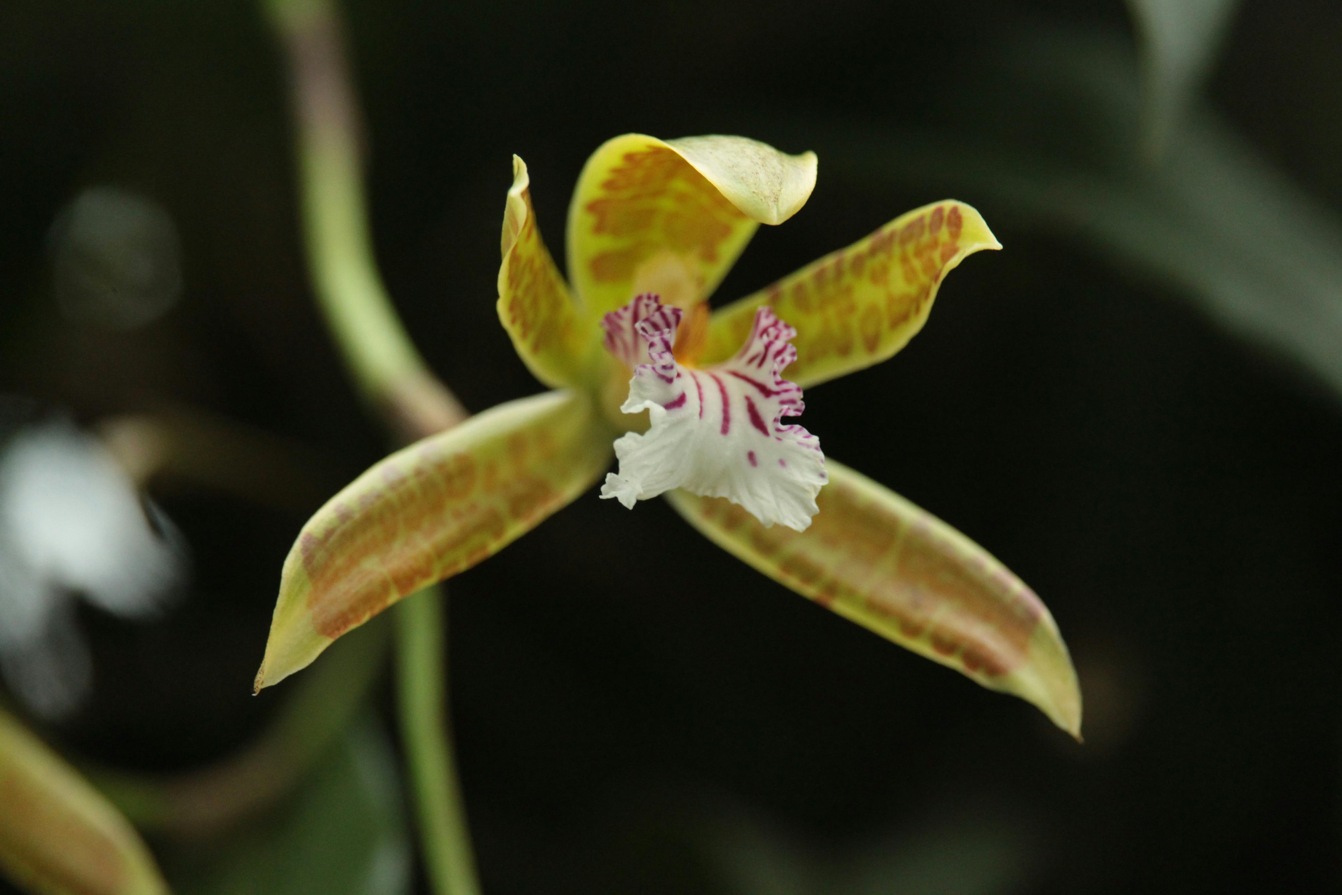 Caractéristiques botaniques de l'Oncidium Orchidée