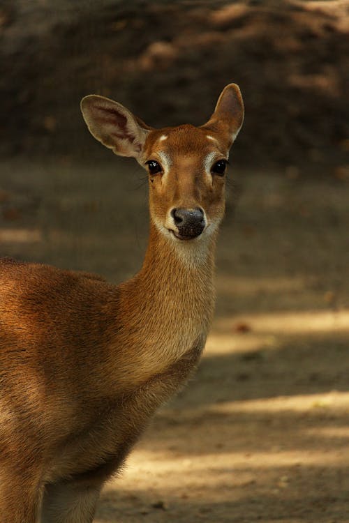 Close-Up Photo of Brown Deer