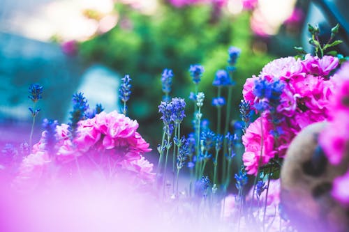 คลังภาพถ่ายฟรี ของ กลีบดอก, ดอกไม้, พฤกษา