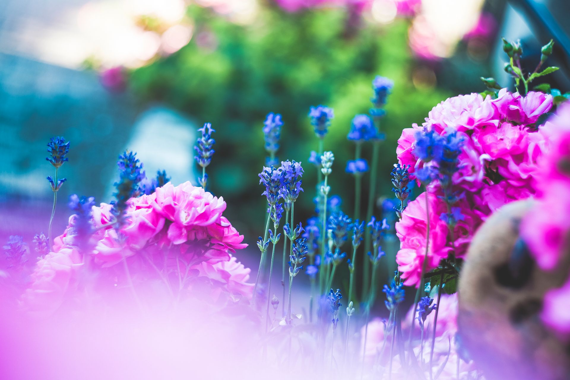 Beautiful garden scene featuring lavender and pink peonies in vibrant bloom, capturing the essence of spring.
