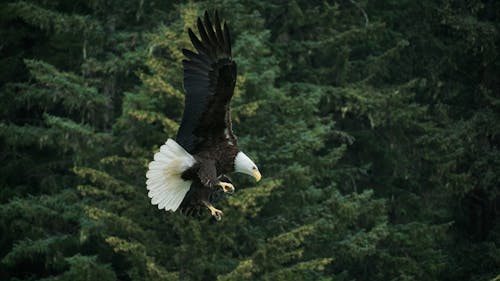 Águila Calva Volando Sobre árboles Verdes