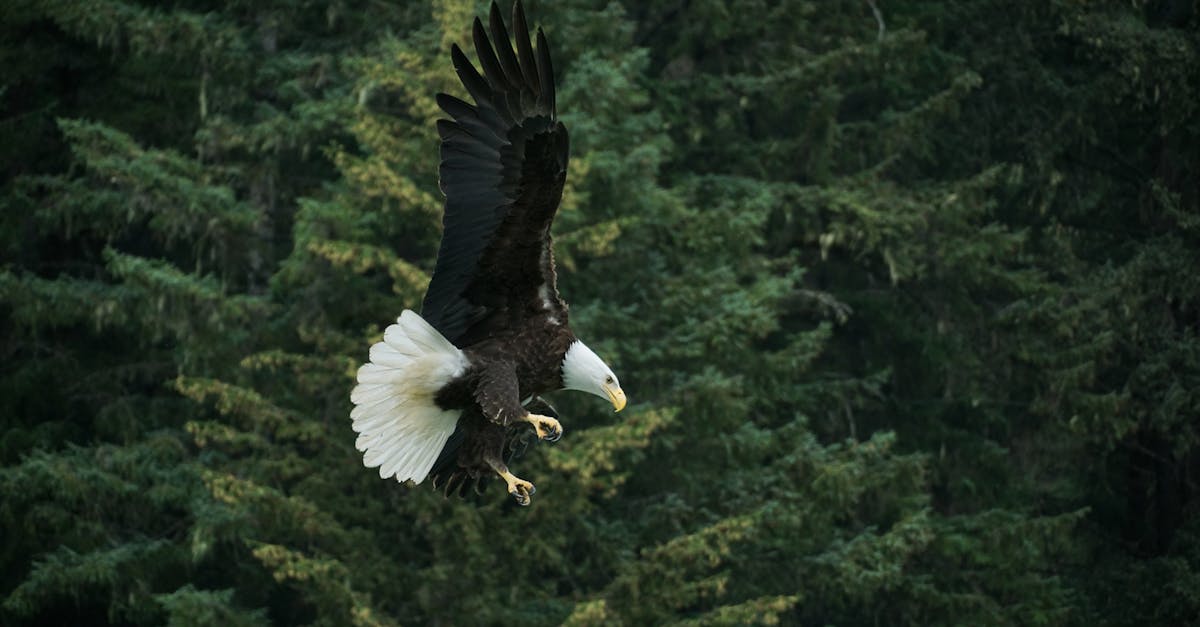 How long does a bald eagle live in the wild