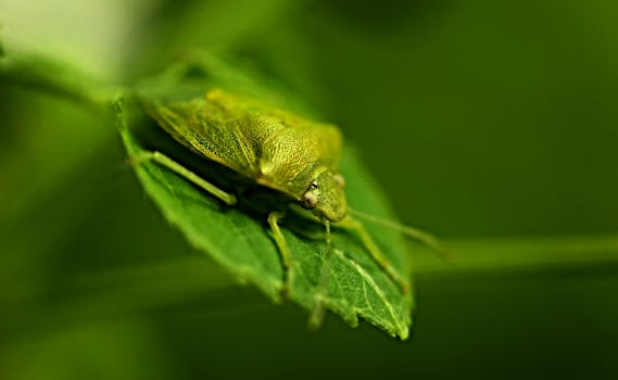 Close-up of a green shield bug resting on a leaf, showcasing intricate details and textures.