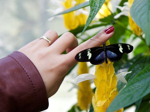 Schwarzer Langflügelschmetterling Auf Personenfinger