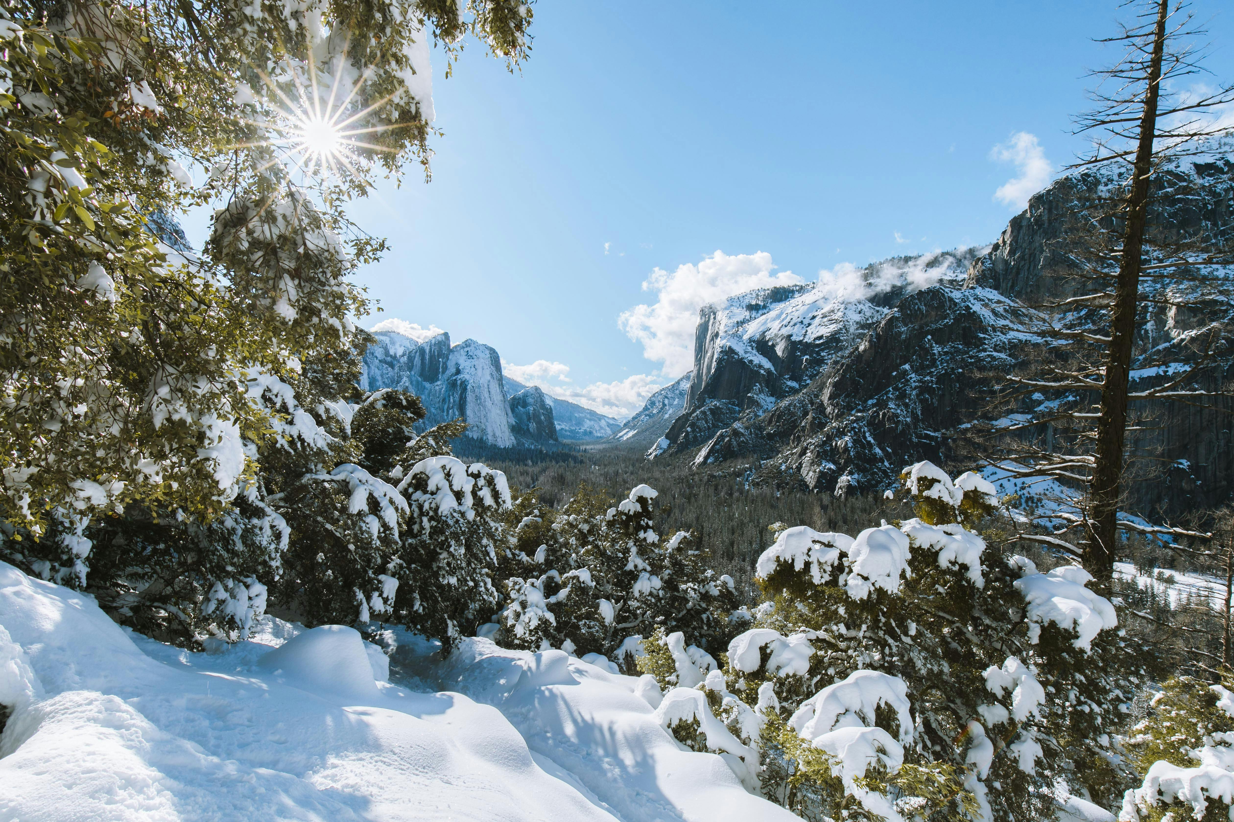 snowcapped plants and trees