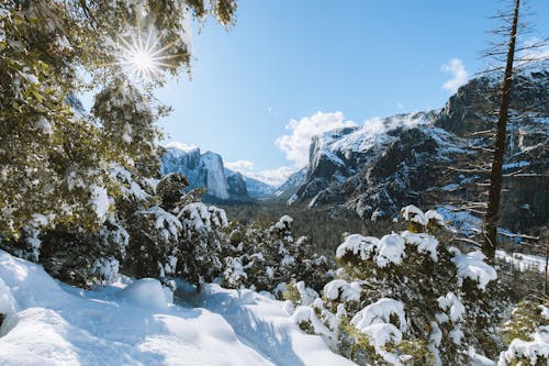 Free Snowcapped Plants And Trees Stock Photo