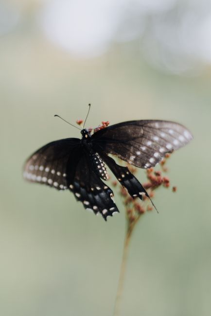 A detailed macro photograph of a black butterfly with white spots perched on delicate flowers, showcasing nature's beauty.