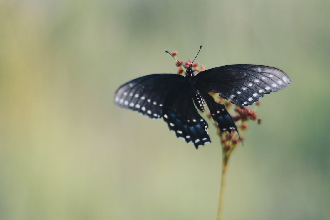 黑蝴蝶的选择性聚焦摄影