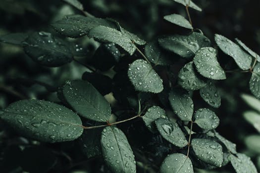 Close-up of lush green leaves covered with dewdrops after rainfall, highlighting the freshness of nature.