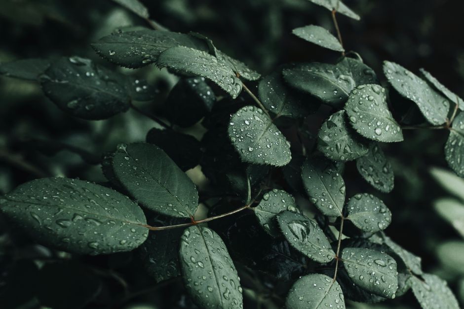 Close-up of lush green leaves covered with dewdrops after rainfall, highlighting the freshness of nature.