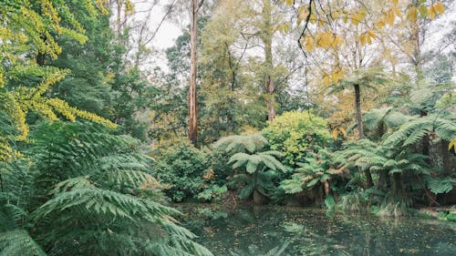 Kostenloses Stock Foto zu bäume, dandenong ranges, herbst