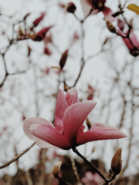 Pink-petaled Flower