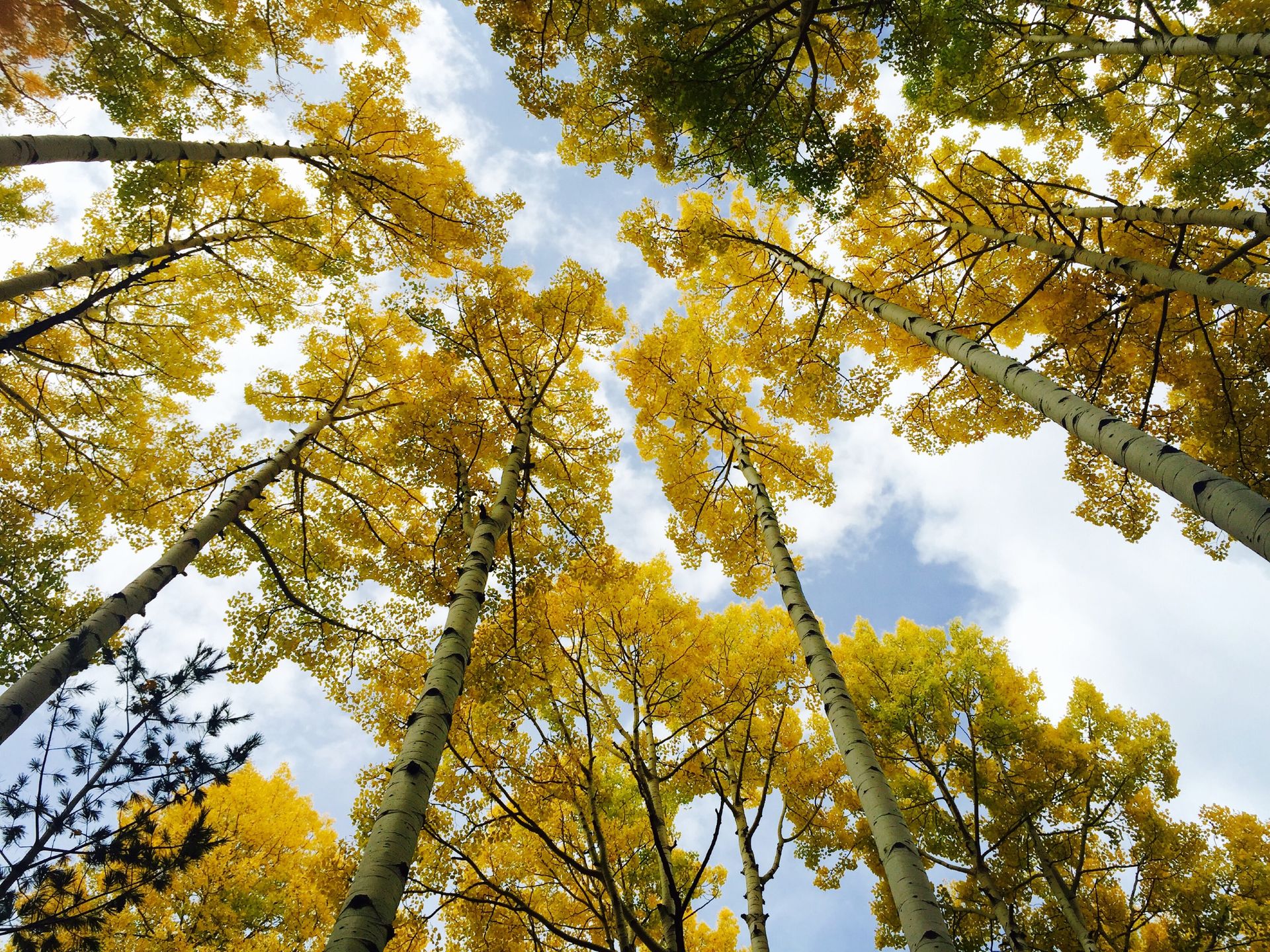 Stunning low-angle view of tall aspen trees with golden leaves against a blue sky in autumn.