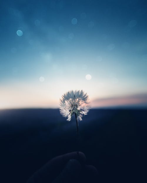 Shallow Focus Photography Of Dandelion Flower