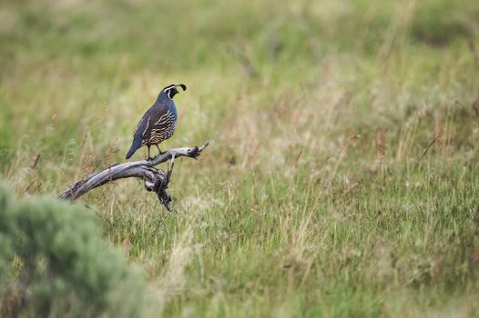 A California Quail perched on a branch amidst a grassy field, showcasing wildlife in its natural habitat.