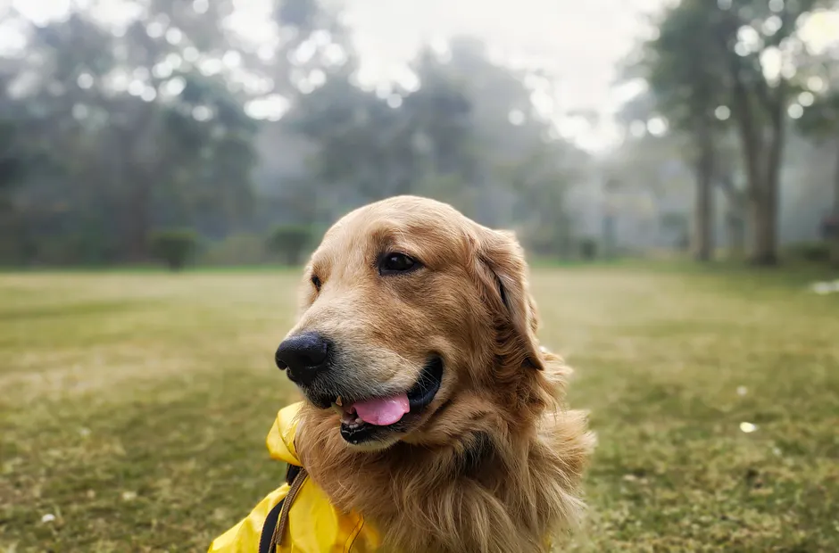 golden retriever raincoat