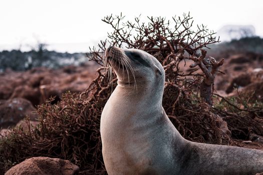 Close-up portrait of a Galapagos sea lion in its natural habitat, showcasing Galapagos wildlife.