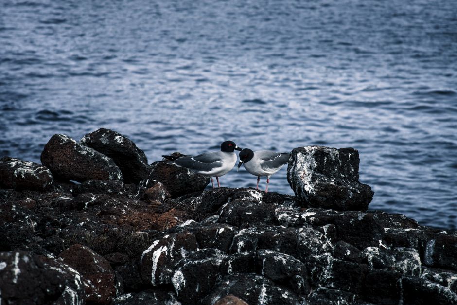 Croisière à Genovesa pour observation des oiseaux marins